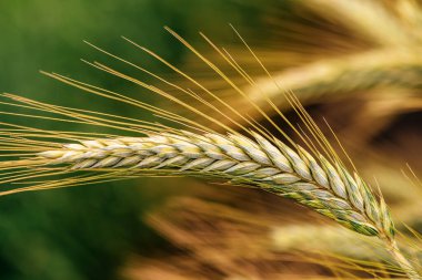 Tarlada çavdar kulakları, ekili ekinlerde olgunlaşan tahıl ürünleri, seçici odaklanma.