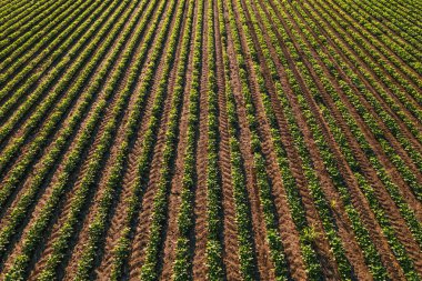 Yazın ekilmiş soya tarlasının yüksek açılı görüntüsü. Glycine Max 'in yeşil ekinleri İHA pov' dan görülebilen tarlalarda yetişiyor..