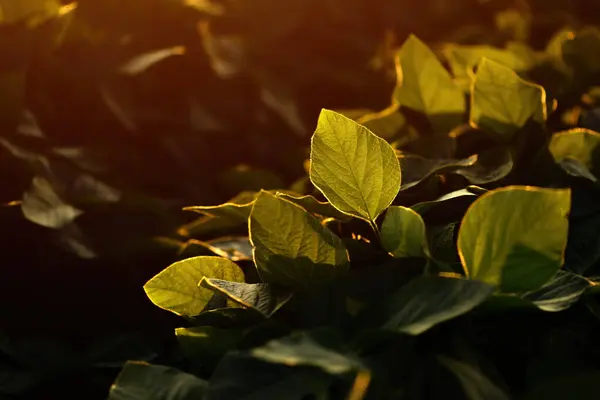 Gröna Omogna Sojabönsodlingar Solnedgången Selektivt Fokus — Stockfoto