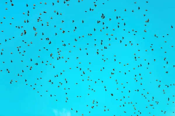 Zwerm Spreeuwen Die Door Blauwe Zomerhemel Vliegen Laag Hoekzicht — Stockfoto