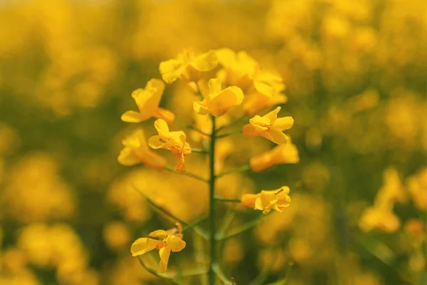 Brassica Napus Канола Культуры Цвету Крупным Планом Желтый Цветок Избирательный — стоковое фото