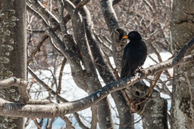 Siyah alp chough (Pyrrhocorax graculus), karga familyasından bir kuş türü. Seçici odak.