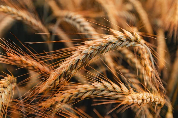 フィールドで一般的な小麦のパイプと収穫 選択的な焦点 — ストック写真
