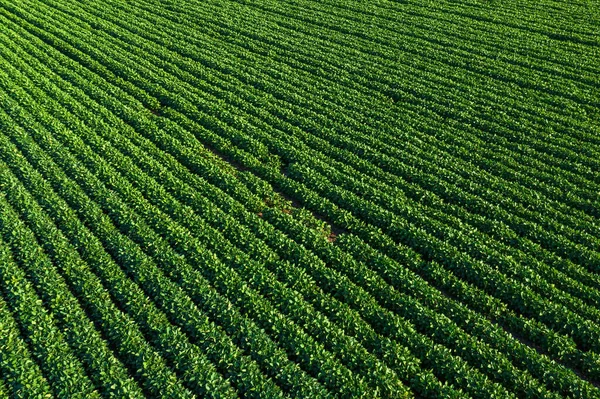 Снимок Воздуха Зеленого Соевого Поля Беспилотника Вид Высоким Углом — стоковое фото