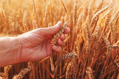 Hasattan önce tarlada olgunlaşmış buğday başağını inceleyen çiftçi, seçici odaklanma