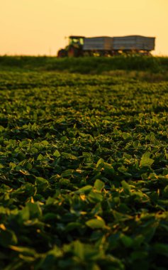 Soya fasulyesi ekimi yaz günbatımında, arka planda tarım traktörü, seçici odak