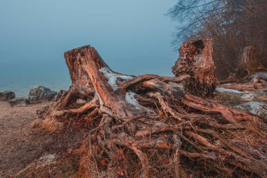 Soğuk kış sabahında Bohinj Gölü kıyısındaki eski ağaç kütüğü ve kökleri. Suyun üzerinde yükselen sis, seçici bir odak noktası.