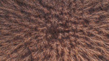 Yukarıdan yaprak döken orman ormanı, sonbaharda drone pov yaprakları olmayan uzun ağaçlar.
