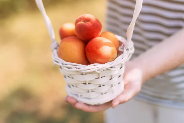Female Holding White Basket Freshly Picked Ripe Organic Apricot Fruit — Stock Photo, Image