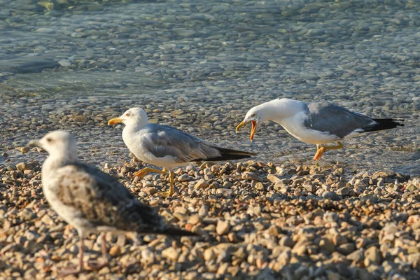 Yaz Sabahı Deniz Kıyısında Kızgın Martı Kuşu Seçici Bir Odak — Stok fotoğraf