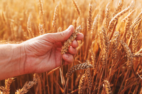 Фермер изучает спелые колосья пшеницы в поле перед уборкой урожая, избирательный фокус