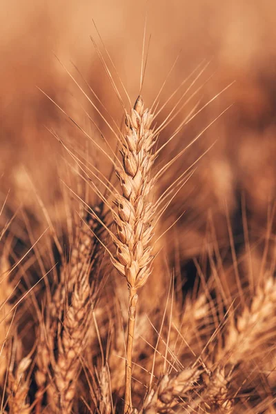 Tarlada Yetişmiş Buğday Kabuğu Seçici Odaklanma — Stok fotoğraf