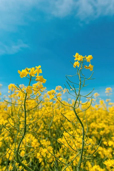 Canola Rapeseed Crop Bright Yellow Flowering Plant Cultivated Mainly Its — Stock Photo, Image