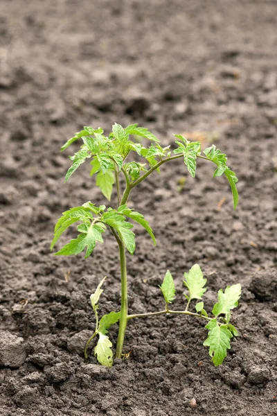 Kleine Grüne Tomatenpflanze Garten Einheimisches Produktionskonzept Selektiver Fokus — Stockfoto