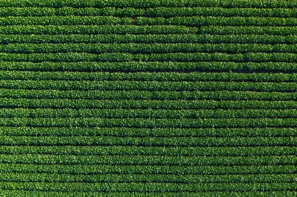 Bovenaanzicht Van Groene Sojabonen Plantage Veld Van Drone Pov Antenne — Stockfoto