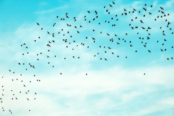 Flock Starling Fåglar Flyger Över Den Blå Sommarhimlen Låg Vinkel — Stockfoto