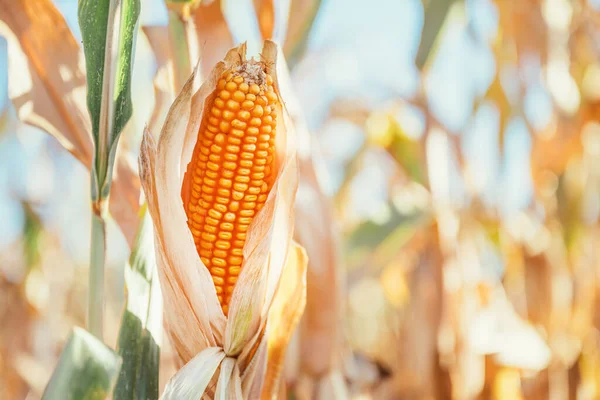 Harvest Ready Corn Cob Stalk Cultivated Maize Field Selective Focus — Stock Photo, Image