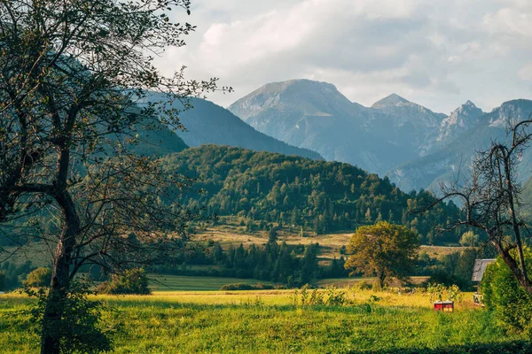Krásná Louka Letním Dopoledních Hodinách Malebná Krajina Národního Parku Triglav — Stock fotografie