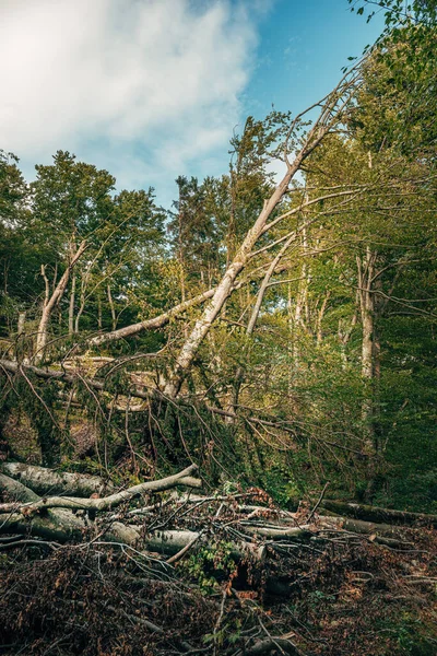 Devastated Forest Landscape Severe Summer Storm Selective Focus — Stock Photo, Image