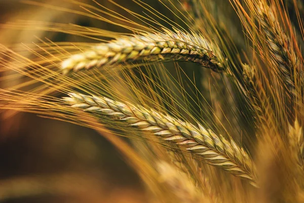 フィールドで一般的な小麦の耳をリッピング 選択的な焦点 — ストック写真