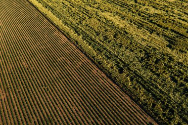 Aerial shot of soybean and wheat crop field damaged after summer storm from drone pov, high angle view, clipart