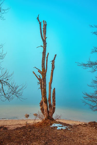 Deciduous Trees Bohinj Lake Shoreline Foggy Winter Morning Copy Space — Stock Photo, Image