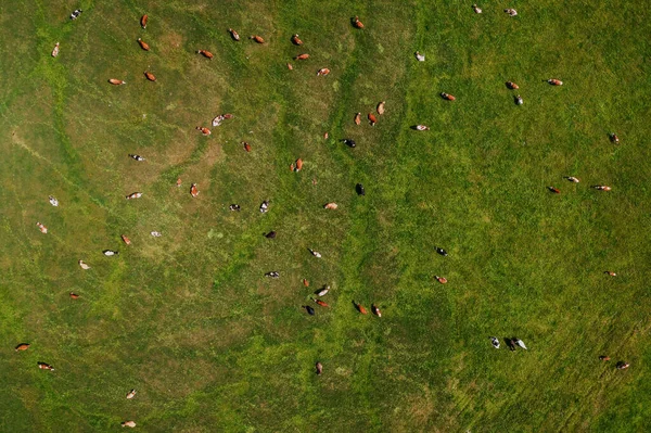 Letecký Pohled Stádo Dojnic Skotu Pasoucí Bujné Zelené Louce Drone — Stock fotografie