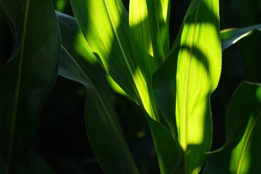Tarım, tarım ve tarım alanlarında şeffaf yemyeşil mısır yaprakları, seçici odaklanma