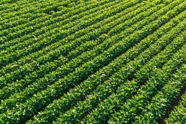 Soya fasulyesi (Glycine max) günbatımında ekin tarlası, İHA pov 'dan yüksek açı görüntüsü