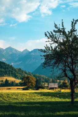 Slovenya, Bohinj 'in güzel manzarası. Çiftlik evi ve çayır yaz sabahı arka planda Julian Alps, Triglav ulusal parkının manzaralı görüntüsü. Dikey resim.