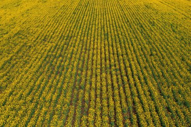 İHA pov 'un açtığı Canola alanı. İlkbaharda geniş kolza tohumu tarlasının havadan çekimi. Yüksek açı görünümü.