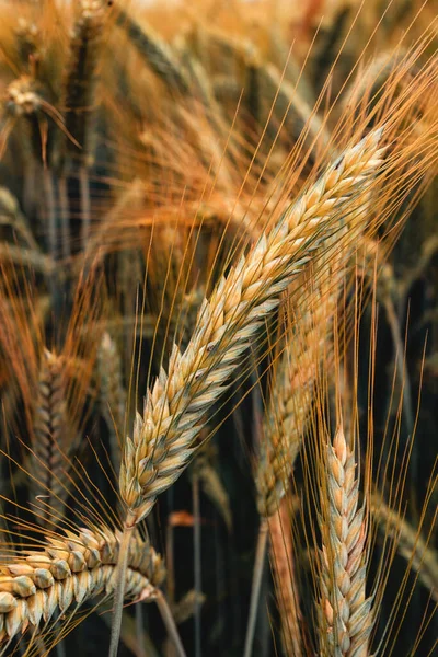 Espigas Centeno Campo Cultivos Cereales Maduración Plantaciones Cultivadas Enfoque Selectivo — Foto de Stock
