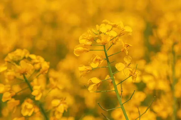 Blühende Rapsblüten Mit Leuchtend Gelben Blütenblättern Auf Kultiviertem Feld Selektiver — Stockfoto
