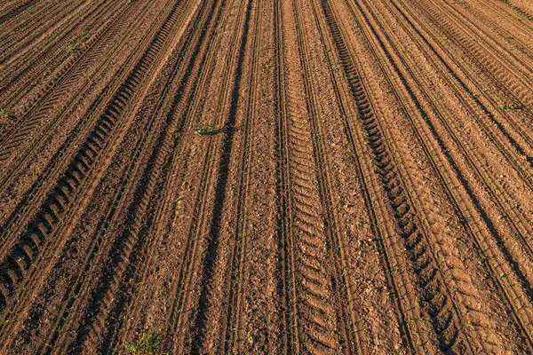 Прорастание Кукурузы Культивируемом Поле Селективная Концентрация — стоковое фото