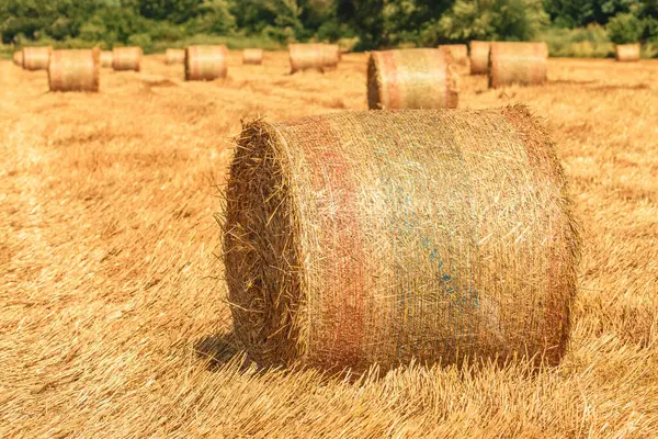 選択的な焦点として貯えられる準備ができている農業分野の転がされた乾燥した干し草のベール — ストック写真