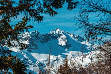 Julian Alpleri 'nin karla kaplı zirvesi kışın ağaç dallarının arasından görülüyor, seçici bir odak noktası.