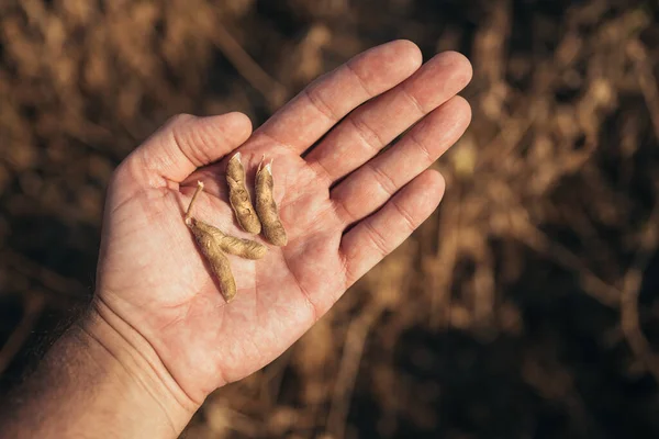 Fechar Mão Trabalhador Agrícola Examinando Vagens Maduras Soja Antes Colheita — Fotografia de Stock
