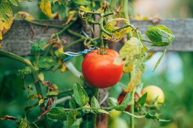Arka bahçede yetişen domates sebzesi yazın organik bahçede yetişiyor, seçici bir odak noktası var.