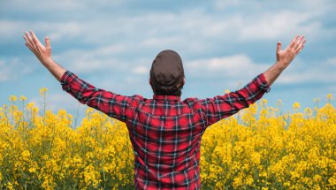 Tatmin olmuş çiftçi, kanola tarlasında el kaldırıyor. Kolza tohumu tarlasında. Dikiz aynasından seçici bir şekilde bakıyor.