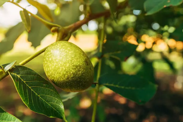 Unripe Walnut Fruit Green Husk Orchard Selective Focus — Stock Photo, Image