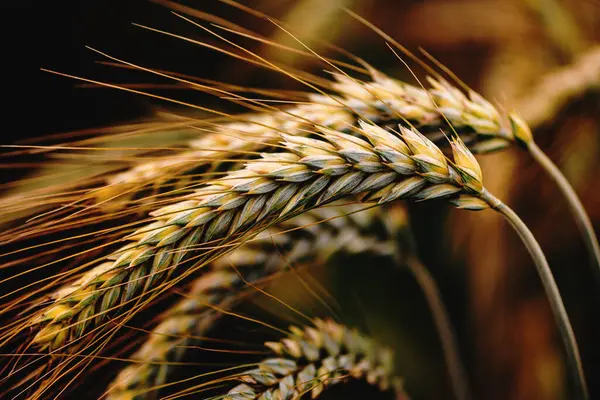 Tarlada Olgunlaşan Sıradan Buğday Seçici Odaklanma — Stok fotoğraf