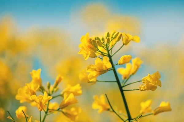 Canola Rapeseed Oilseed Rape Crop Bright Yellow Flowering Plant Cultivated — Stock Photo, Image