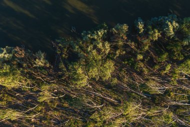 Yazın süperhücre fırtınasından sonra yıkılan orman manzarasının hava görüntüsü, yukarıdan gelen çevresel hasarın insansız hava aracı görüntüsü.