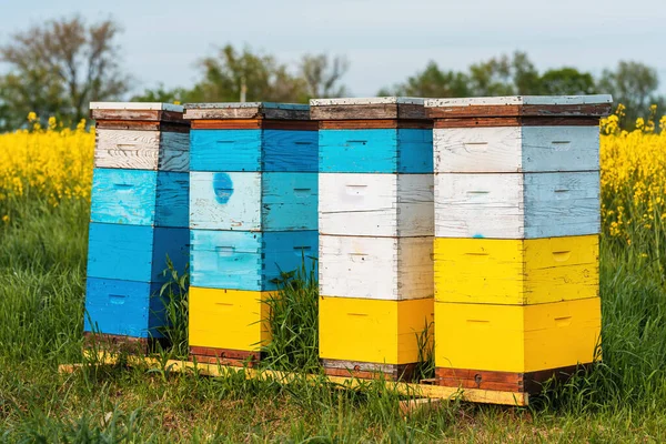Wooden Apiary Crates Beehive Boxes Beekeeping Honey Collecting Blooming Canola — Stock Photo, Image