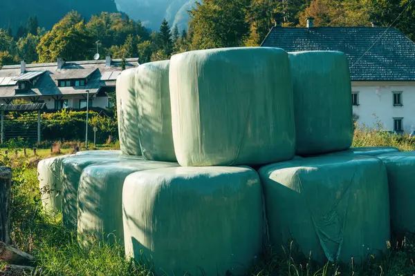 Slovenya Daki Çiftlikte Hayvan Yemi Olarak Biçilmiş Çimenler Seçici Bir — Stok fotoğraf