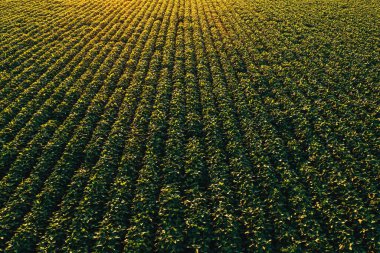 Drone Pov 'dan ekilmiş soya tarlasının havadan görüntüsü. Yaz günbatımında yüksek açılı Glycine Max çiftliği manzarası. Perspektif azalıyor.