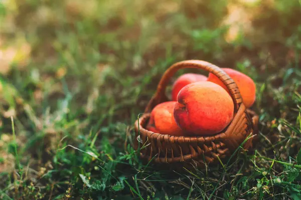 有机果园地面柳条筐中成熟的杏果 有选择重点 — 图库照片