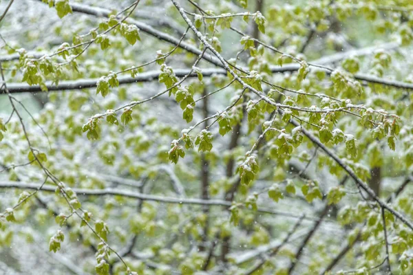 Sníh Jaře Sněhové Vločky Jemně Padají Větve Stromů Zdobené Zelenými — Stock fotografie