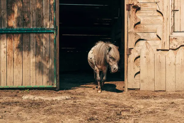 Leuke Kleine Gevlekte Shetland Pony Paard Met Lang Haar Aan — Stockfoto