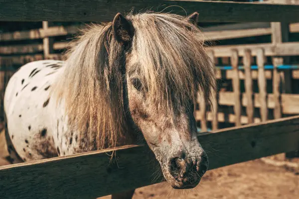 Leuke Gevlekte Shetland Pony Paard Steekt Zijn Hoofd Uit Paddock — Stockfoto